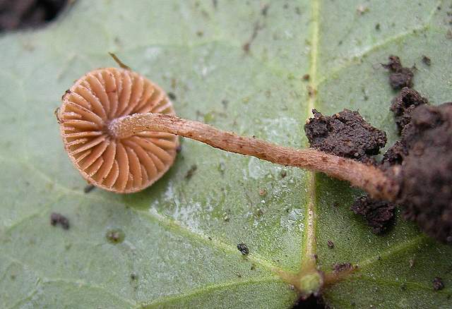 le  Specie  invernali  del  Leimental